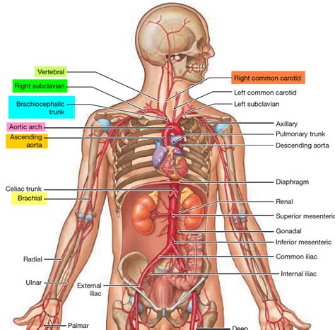 Brachiocephalic Artery and its branches - Function and Blood Supply