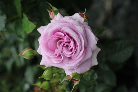 Rosa Violets Pride Floribunda Devil Mountain Wholesale Nursery