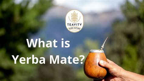 What Is Yerba Mate Teavity