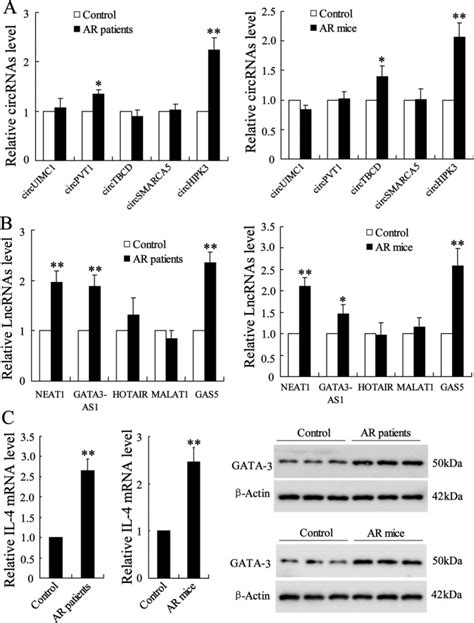 The Regulatory Network Among CircHIPK3 LncGAS5 And MiR 495 Promotes