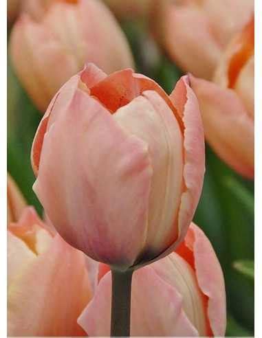 Salmon Van Eijk Tulpan Darwin Tulipa Darwinhybrid Gruppen Bulbs Se