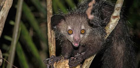 Aye-Aye: Characteristics, Diet, Facts & More [Fact Sheet]