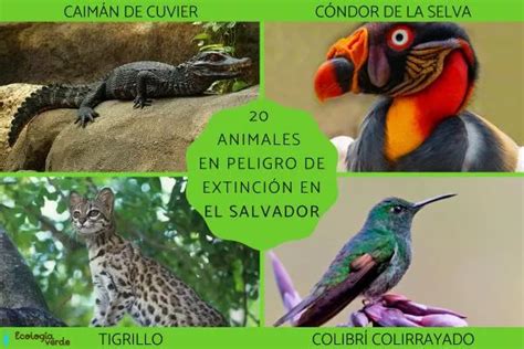 20 ENDANGERED ANIMALS in EL SALVADOR - List of names and more!