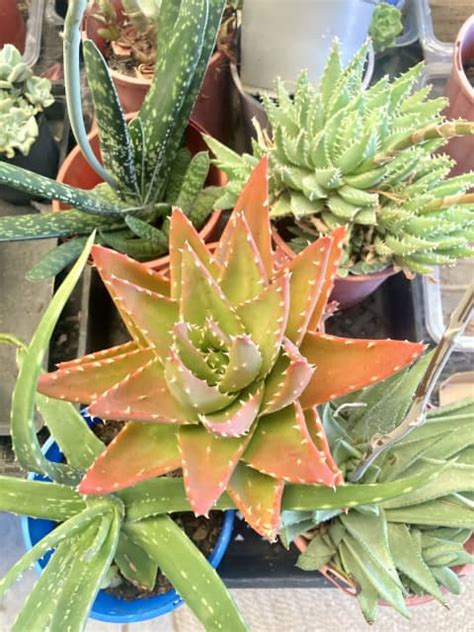 5 X Different Aloe Variety Plants 50 For All 5 Plants Gumtree