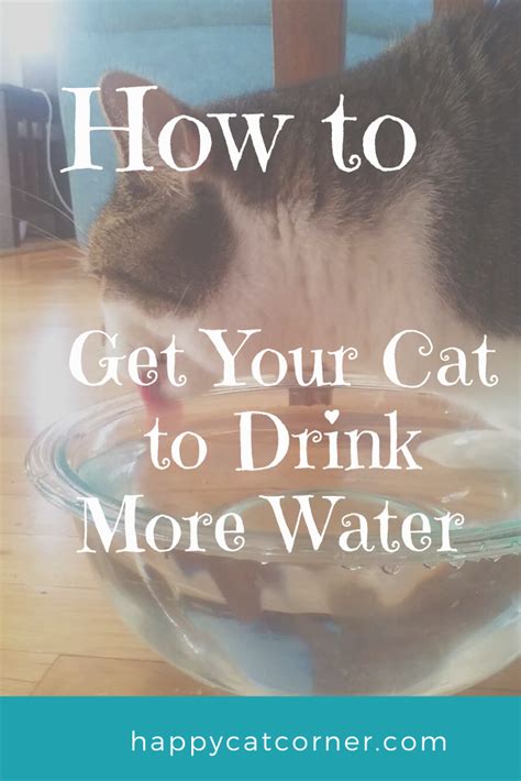 How To Get Your Cat To Drink More Water Happy Cat Corner