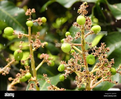 A Close Up Shot Of Mango Tree Fruit Sprouts And Flowers Mangifera