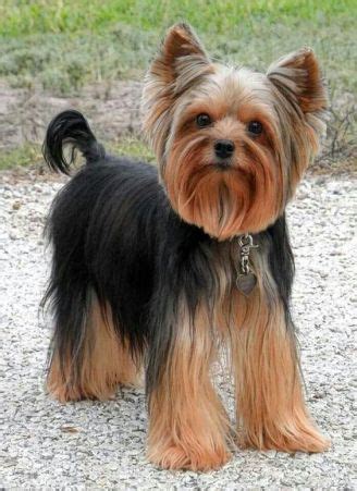 20+ Pictures Yorkie Haircuts & Yorkie Hair Styles To Try Right Now