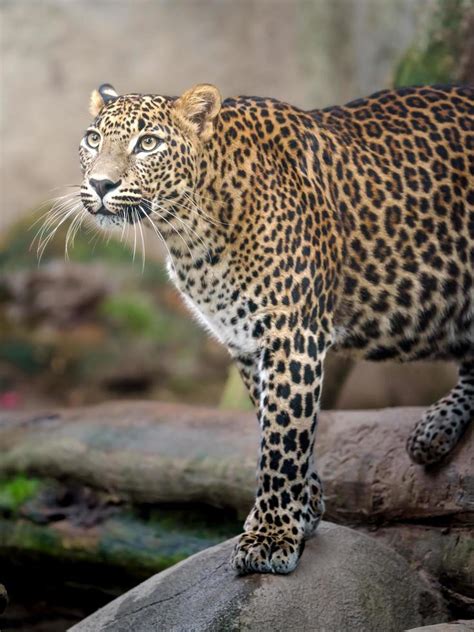 Sri lankan leopard 13311188 Stock Photo at Vecteezy