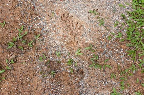 Porcupine Tracks: Identification Guide for Snow, Mud, and More - AZ Animals