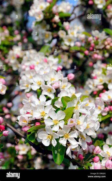 ornamentale Apfelbaum Malus spec blühende Zweig Stockfotografie Alamy