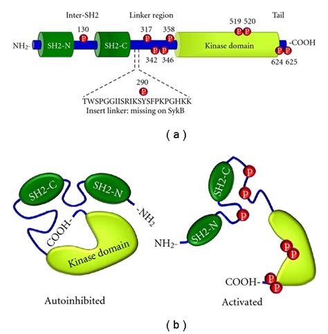 Structure Of Protein Tyrosine Kinase Syk A A Schematic Diagram Of