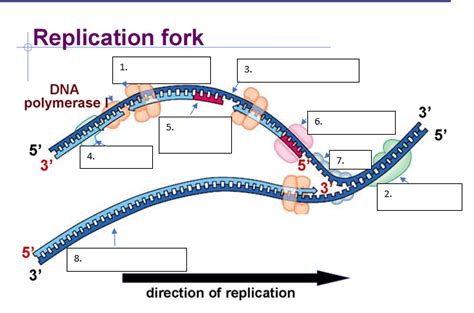 Dna Replication Diagram Quizlet