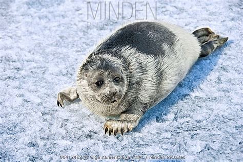 Baikal Seal Stock Photo Minden Pictures