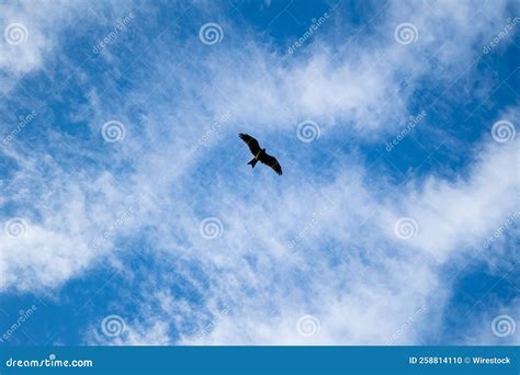 Bird Flying In The Bright Blue Sky With Soft Clouds Stock Photo Image