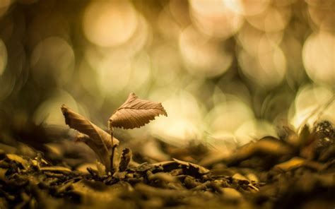 Wallpaper Sunlight Leaves Nature Branch Green Morning Bokeh