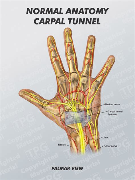 Carpal Tunnel Normal Anatomy - Order