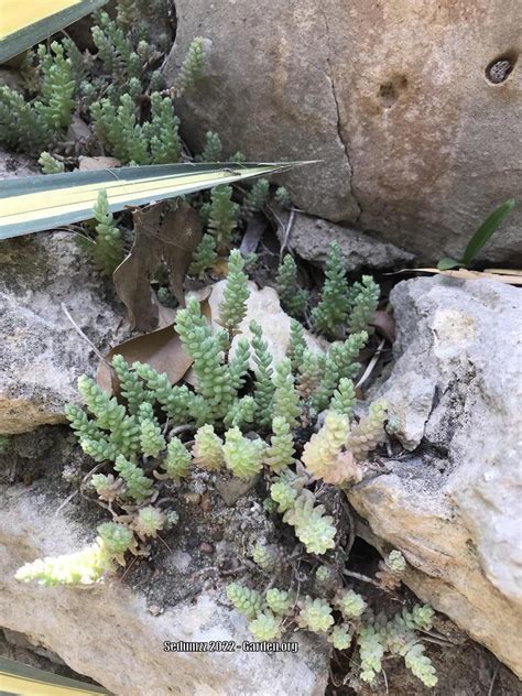 Photo Of The Entire Plant Of San Luis Potosi Stonecrop Sedum Potosinum