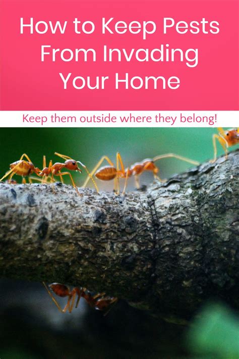 How To Keep Pests From Invading Your Home Pretty Opinionated