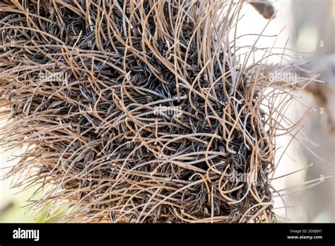 Photograph Of A Dead Banksia Flower And Plant Due To Bushfires In