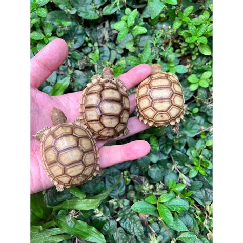 Jual Kura Darat Sulcata 6 7 Cm Pilihan Bagus Shopee Indonesia