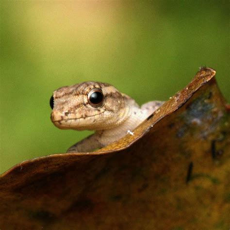 New Species Of Gecko Discovered In Madagascar Forest Photos