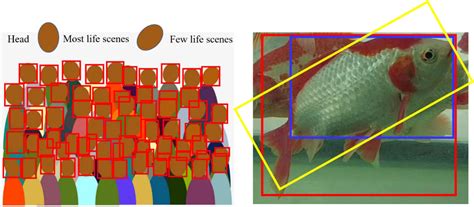 Test Object Detection Dataset By Fish Test Hot Sex Picture