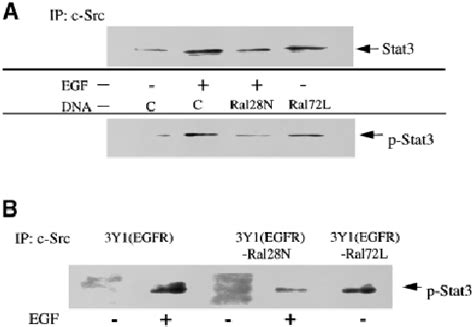 Ral Activity Regulates The C Src Induced Tyrosine Phosphorylation Of