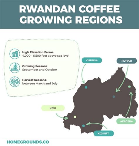 Rwanda Coffee: Everything You Need to Know