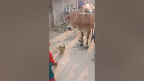 Gau Mata Videogau Mata Video Songgau Mata Video Statusgau Mata Video