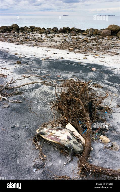 Playa Basura Restos De Tortugas Muertas Basura Arrastrados Hasta