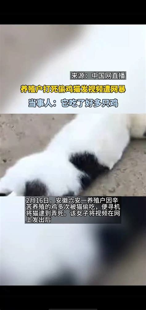 养殖户打死偷鸡猫发视频遭网暴当事人。 搜狐大视野 搜狐新闻