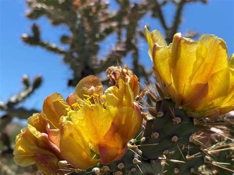 Heres How You Can Identify Sonoran Desert Plants