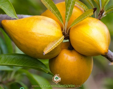 cay le ki ma   loai cay  trai