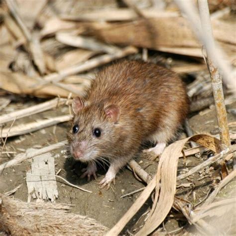 Norway Rat - Covenant Wildlife