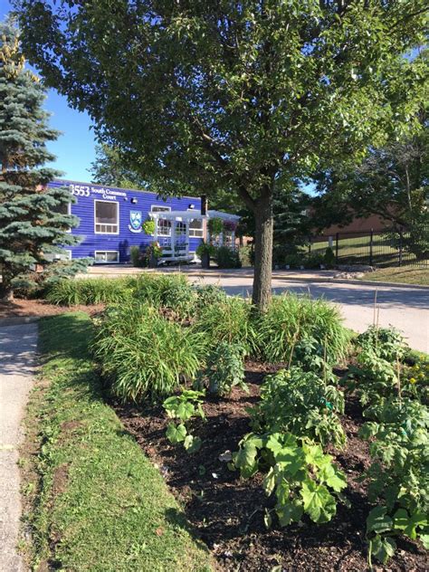 Our Vegetable Garden Erin Mills Campus Rotherglen