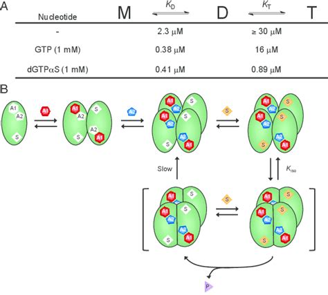 Nucleotide Dependent Oligomeric Equilibria Of Samhd And Mechanism Of