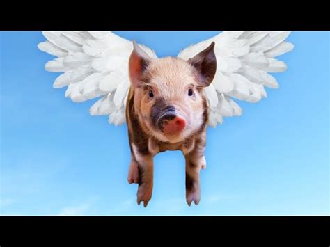 Un Vieux Cochon Chanson Originale Clip Vid O Titulaire Droit D