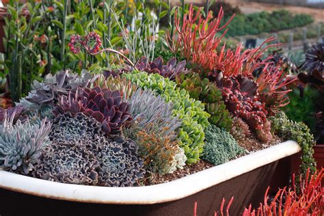 An Old Bathtub Became A Planter For These Beautiful And Colorful Succulents Mini Garden