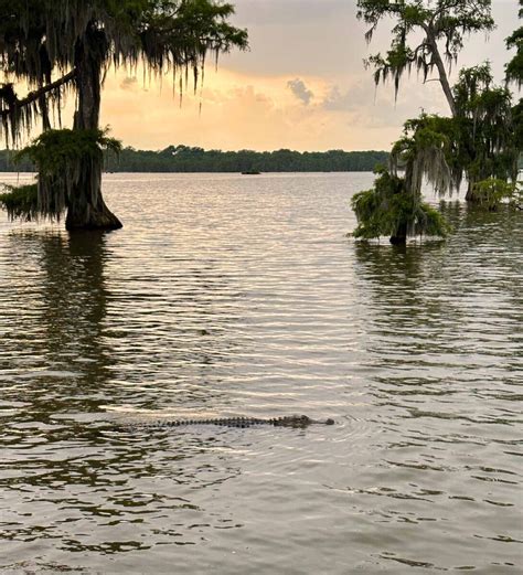 How to visit the bayou and swamps in Louisiana - Urbaine City