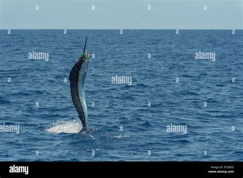 Pacific blue marlin makaira nigricans hi-res stock photography and ...