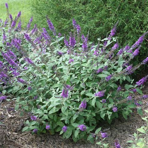 Buddleia (Butterfly Bush) | Flowers - Perennials | Scheeringa Farm