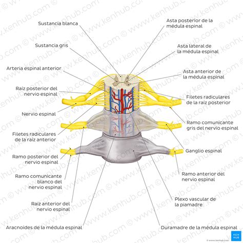 Solution Anatomia De La Medula Espinal Sus Partes Capitulo Studypool