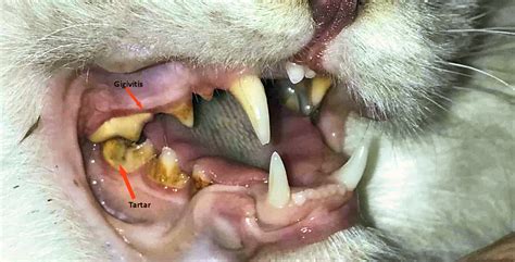 Is Your Cat Suffering From Dental Pain