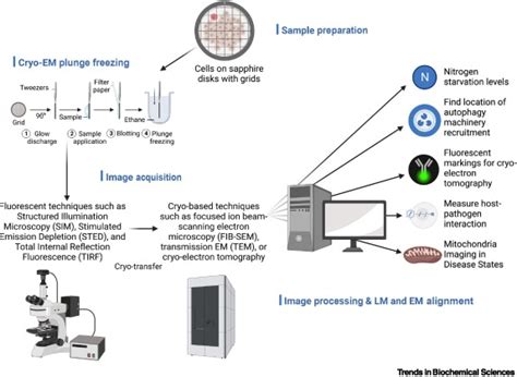 Correlative Light Electron Microscopy Integrating Dynamics To