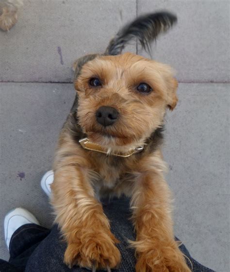 Adorable Yorkie Puppies