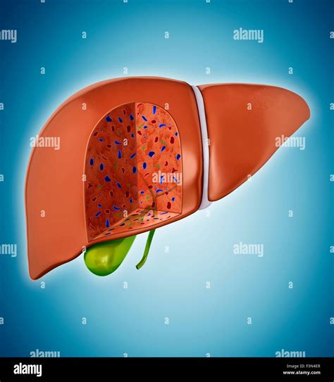 Human Liver Cross Section High Resolution Stock Photography And Images