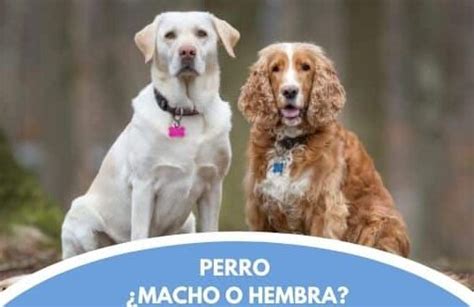 La reproducción de los perros todo lo que necesitas saber