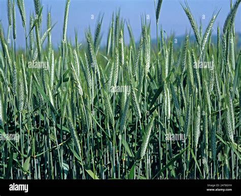 Variedad Triticale salvo un cultivo híbrido de trigo y centeno