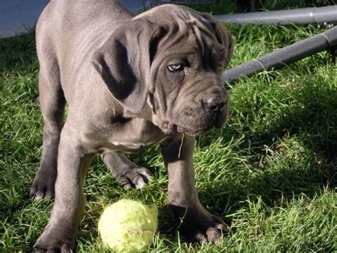 11 Things That You Have To Endure Of Your Cane Corso For Real Love