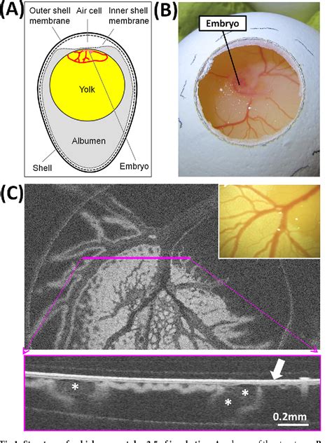 Pdf Sexing Of Chicken Eggs By Fluorescence And Raman Spectroscopy Through The Shell Membrane